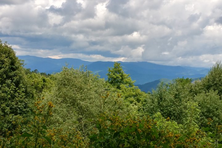 Guided Horseback Ride Through Flame Azalea And Fern Forest - thumb 0
