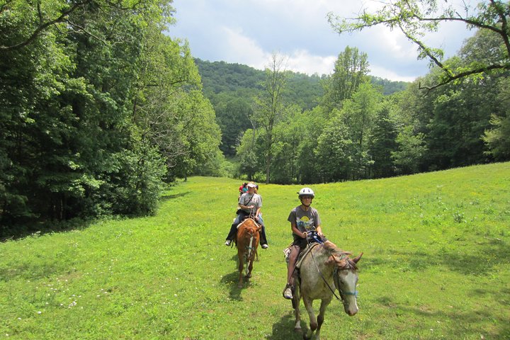 Guided Horseback Ride Through Flame Azalea And Fern Forest - thumb 1