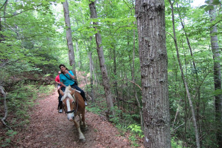 Guided Horseback Ride Through Flame Azalea And Fern Forest - thumb 2
