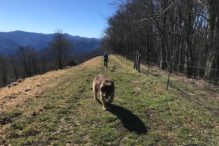 Blue Ridge Mountains Guided Hiking Tour With Local Guide - Small Groups!! - thumb 1