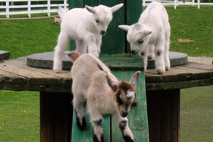 Premium Amish Country Tour Including Amish Farm And House - thumb 1