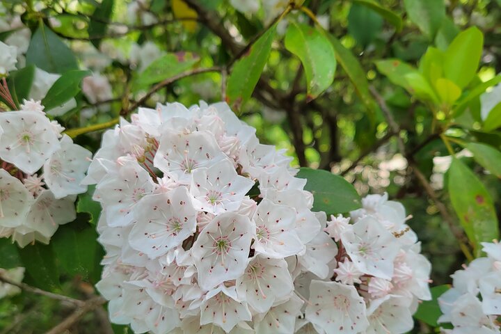 North Carolina Arboretum Running Tour In Asheville