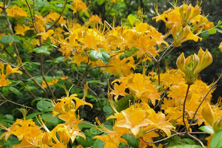 North Carolina Arboretum Running Tour In Asheville - thumb 5