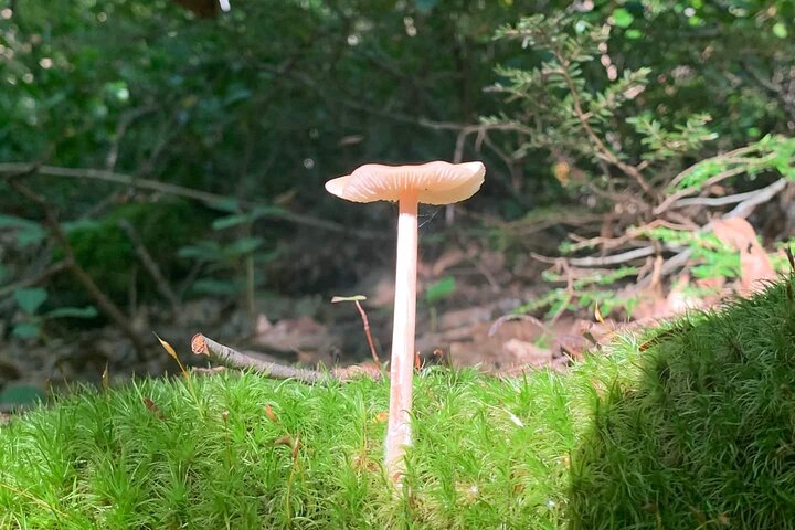 Nature Therapy And Mindfulness In Central Park - thumb 0