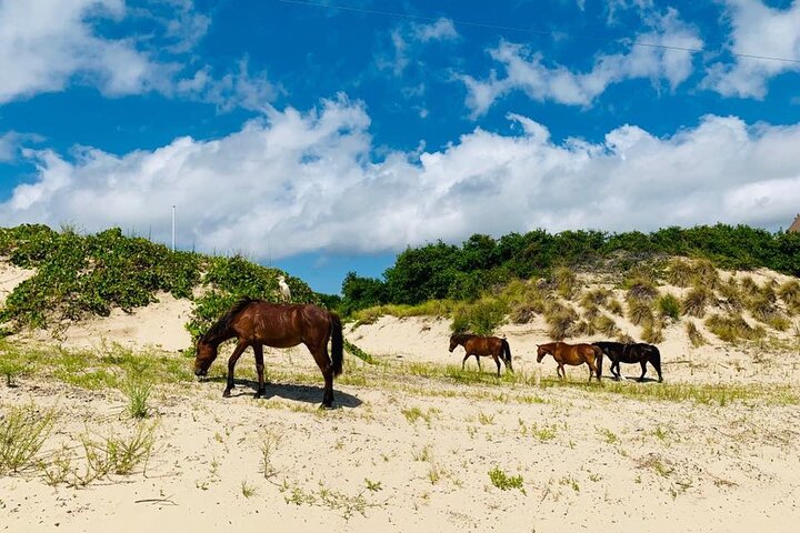 2-hour Outer Banks Wild Horse Tour By 4WD - thumb 1