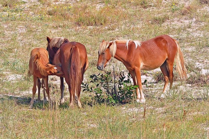 2-hour Outer Banks Wild Horse Tour By 4WD - thumb 3