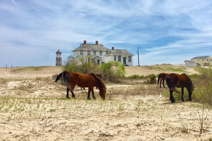 2-hour Outer Banks Wild Horse Tour By 4WD - thumb 5