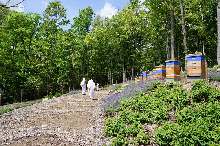 Killer Bees Farm  Honey Culinary Experience