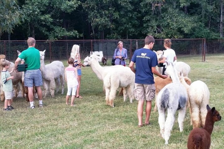 Skip The Line: Alpaca Farm Tour Ticket In Adairsville Georgia - thumb 1