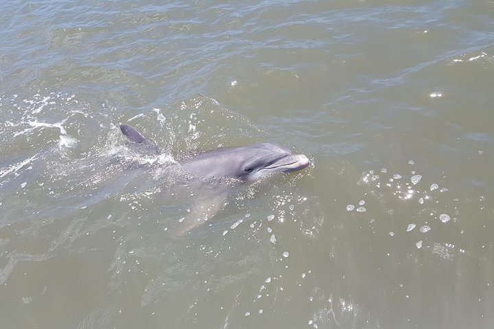 2-Hour Private Hilton Head Afternoon Dolphin Watching Sail - thumb 2