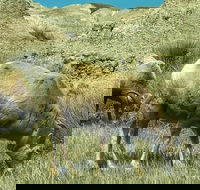 Private VIP Boutique Day Tour of Mt. Rushmore and The Badlands - Students Accommodation