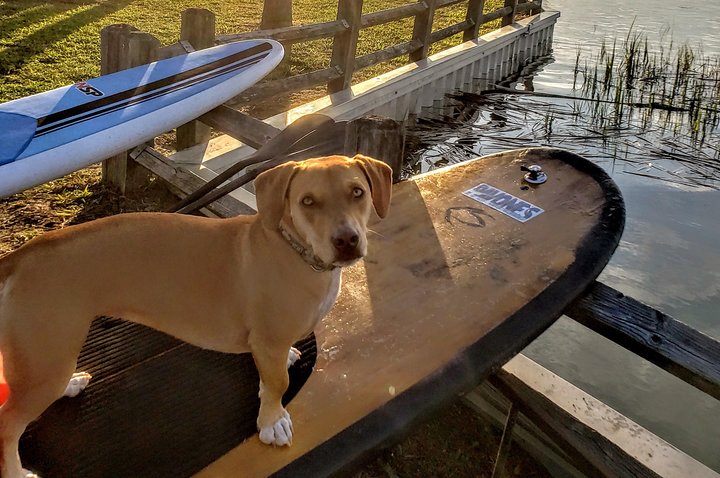 Dolphin Sunset Paddleboard Tour - thumb 3