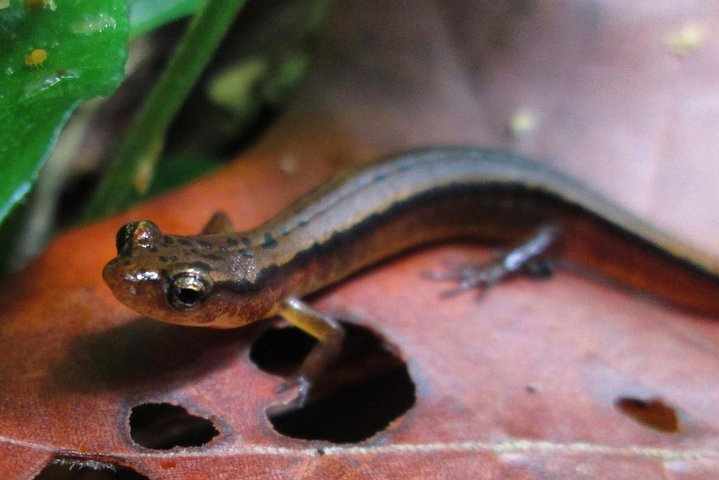 Explore A Simpler Time Smoky Mountain Tour - thumb 4