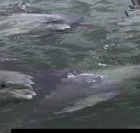 90-Minute Private Dolphin Tour in Hilton Head Island - Students Accommodation