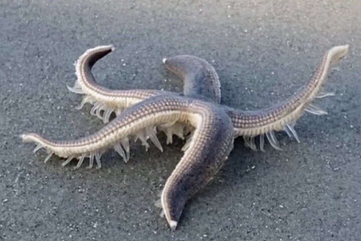 Vanishing Mile Isle Beachcomber Tour - thumb 2