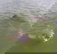 Hilton Head Disappearing Island Dolphin Tour - Students Accommodation