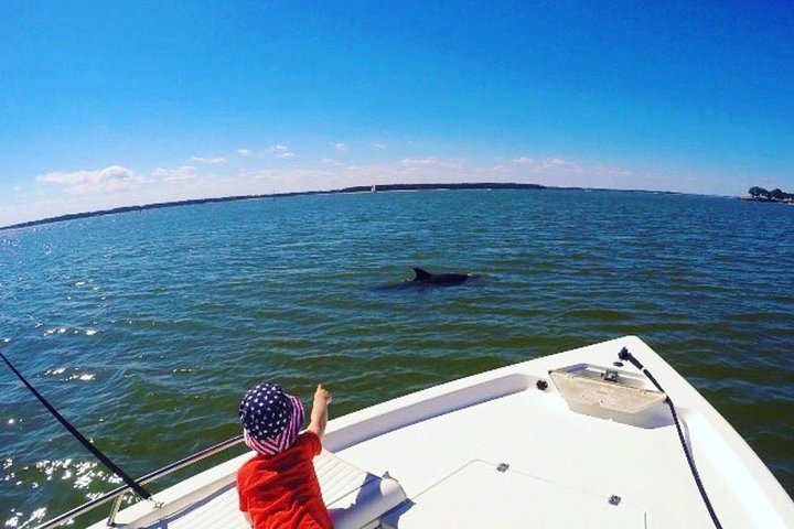 Private Dolphin Tour - thumb 0