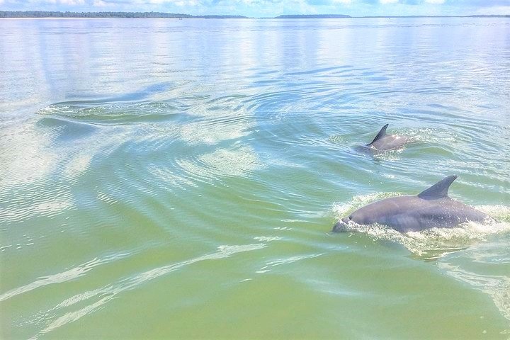 Private Dolphin Tour - thumb 4