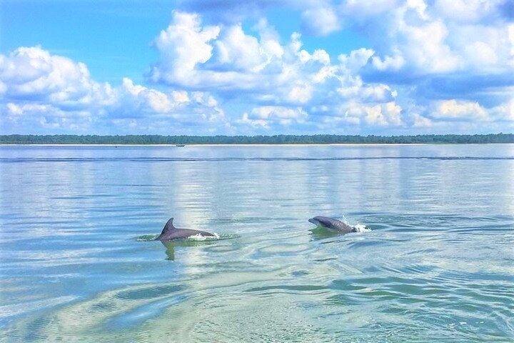 Hilton Head Morning Dolphins & Donuts Cruise - thumb 3