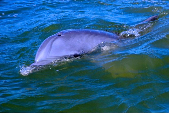Hilton Head Morning Dolphins & Donuts Cruise - thumb 4