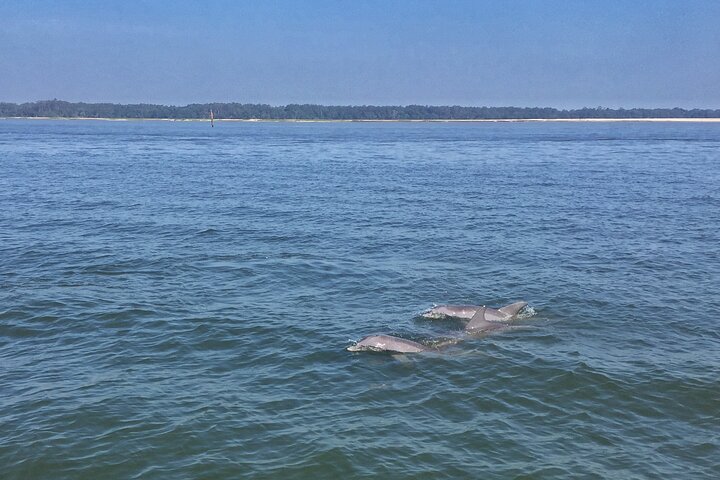 Hilton Head Island Dolphin Boat Cruise - thumb 0