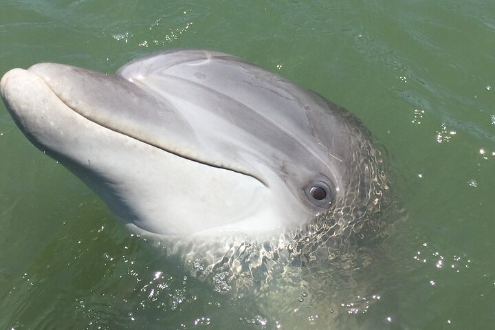Hilton Head Island Dolphin Boat Cruise - thumb 1