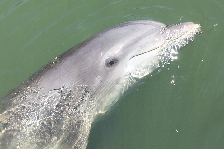 Hilton Head Island Dolphin Boat Cruise - thumb 2