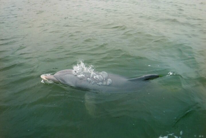 Hilton Head Island Dolphin Boat Cruise - thumb 3