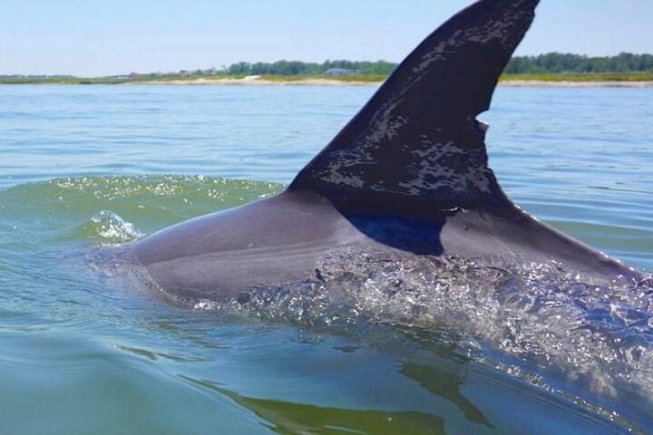Hilton Head Island Dolphin Boat Cruise - thumb 4