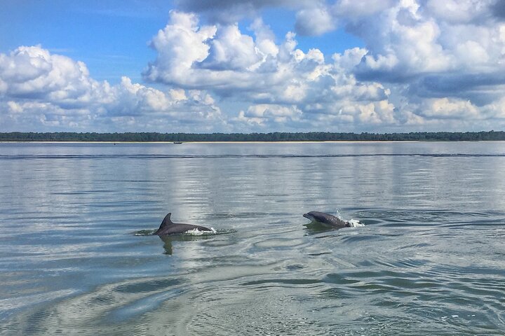Hilton Head Island Dolphin Boat Cruise - thumb 5