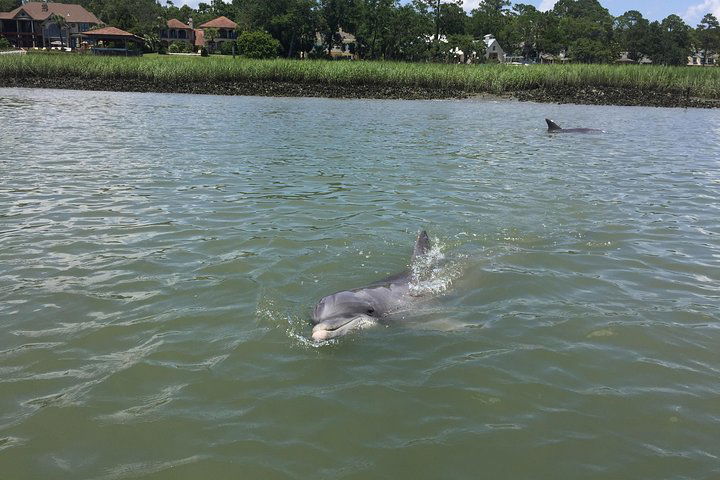 Pirate Ship Dolphin Tour - thumb 0