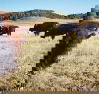 Private Mt Rushmore  Southern Black Hills Tour - Students Accommodation