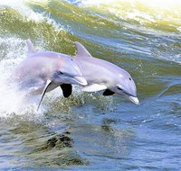Hilton Head Island Dolphin Watching Nature Cruise - China Accommodation