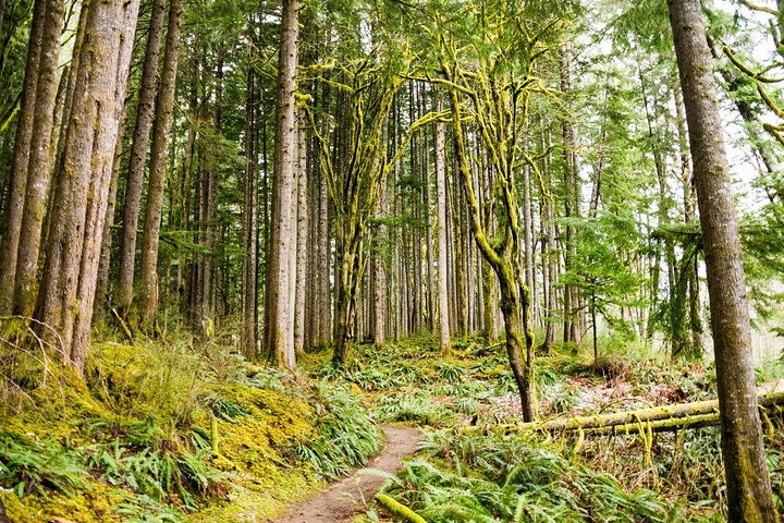 Waterfall Wonderland Hike With Transport - thumb 1
