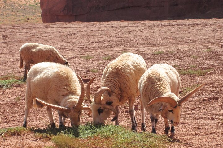 Cultural Tour Of Lower Monument Valley Tribal Park - thumb 5