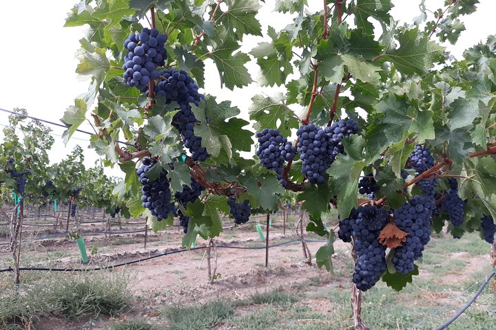 WASHINGTON ST AGRICULTURE, Apples & Irrigation - thumb 1