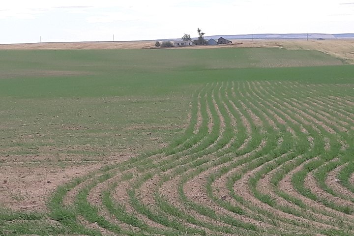WASHINGTON ST AGRICULTURE, Apples & Irrigation - thumb 2