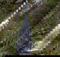 Lake Crescent and Marymere Falls Guided Tour in Olympic National Park - Students Accommodation