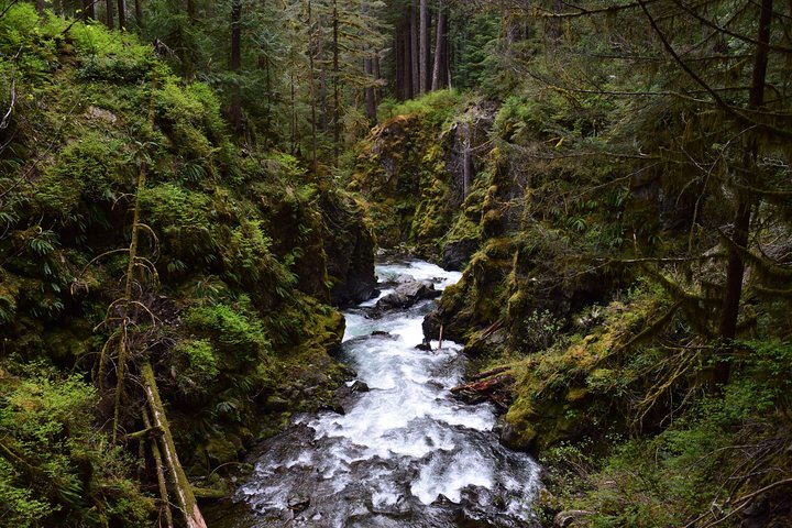 Sol Duc Falls Guided Tour In Olympic National Park - thumb 1
