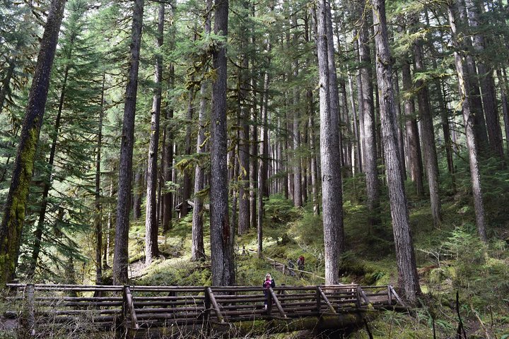 Sol Duc Falls Guided Tour In Olympic National Park - thumb 2