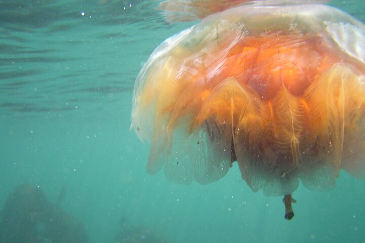 Half-Day Sea Kayaking Trip Near Olympic National Park - thumb 1