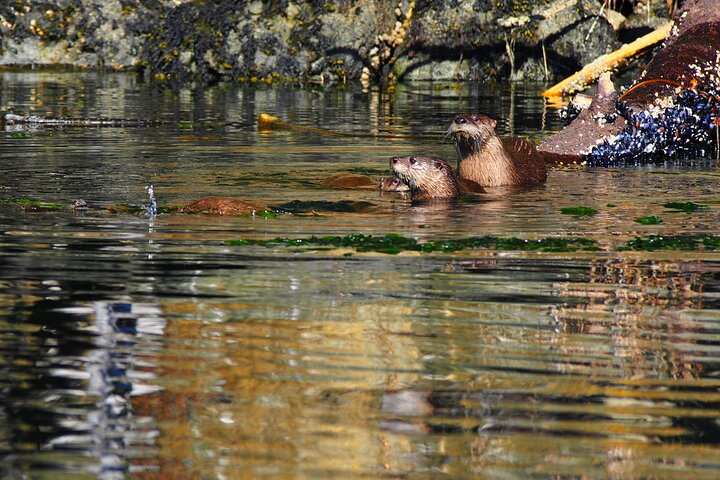 Half-Day Sea Kayaking Trip Near Olympic National Park - thumb 4