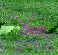 Lower Loop of Yellowstone Tours - Students Accommodation