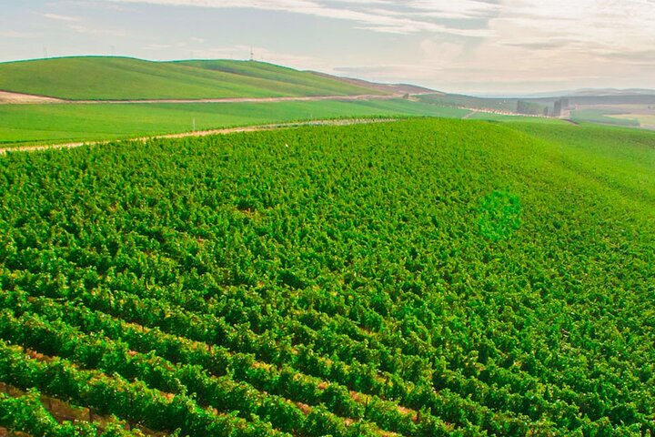 White Wine Flight Pass In Woodinville - thumb 5