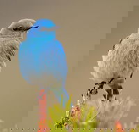 Yellowstone Lower Loop Guided Tour from Cody Wyoming - Students Accommodation