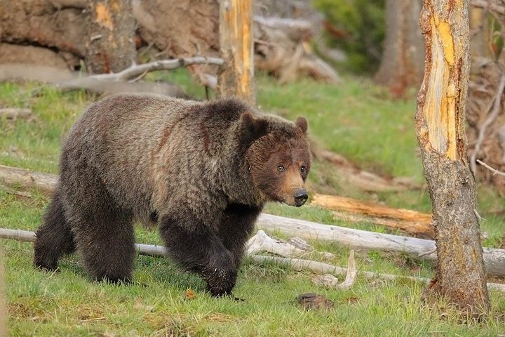 Yellowstone Lower Loop Guided Tour From Cody, Wyoming - thumb 1