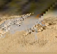 Yellowstone Custom Wildlife and Nature Tour - Students Accommodation