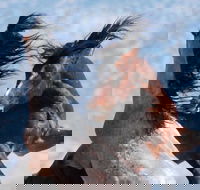 Red Canyon Wild Mustang Tour 530pm. - Students Accommodation