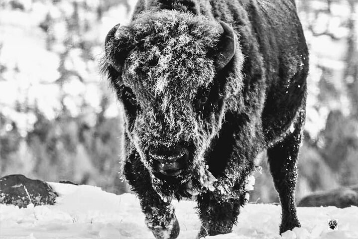 Yellowstone Open Air Tours By Cody Wyoming Adventures - thumb 1