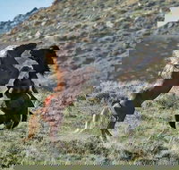 Red Canyon Mustang Tour 830am. - Students Accommodation